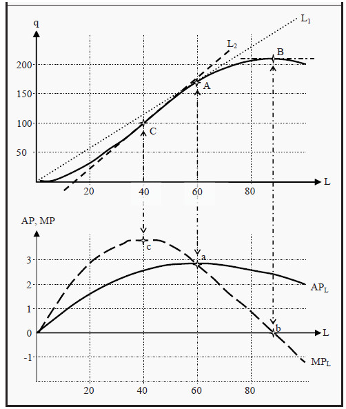 The Production Function with Average and Marginal Product